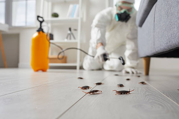 Commercial Rodent Management in Lockport